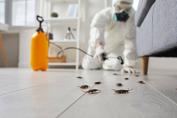 Commercial Kitchen Cockroach Control in Bridge City